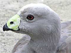 �������̃J�b�g����