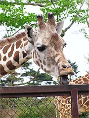 �������̃J�b�g����