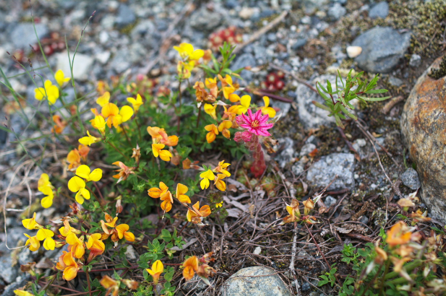 IMGP9825.jpg(413041 byte)