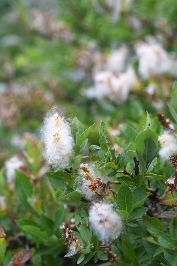 IMGP9836.jpg(253471 byte)