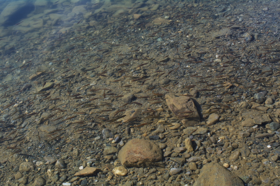 IMGP0864.jpg(456734 byte)