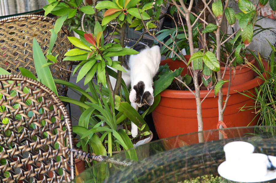 IMGP0435_1.jpg(480614 byte)