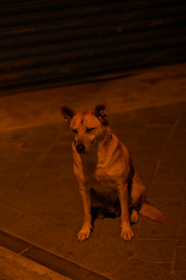 IMGP0038.jpg(208335 byte)