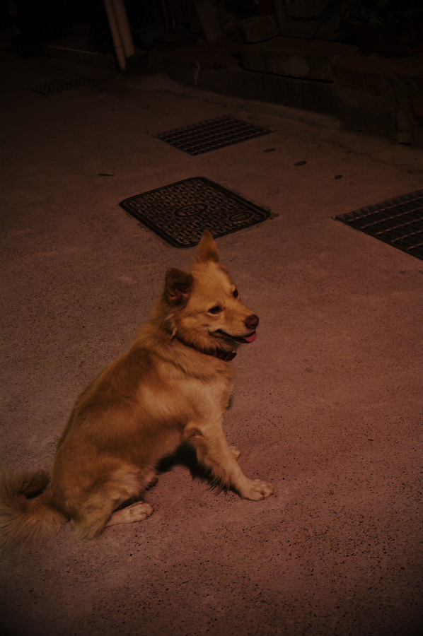 IMGP0148.jpg(275918 byte)