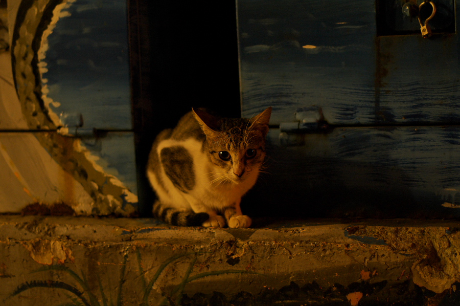 IMGP0187.jpg(287350 byte)