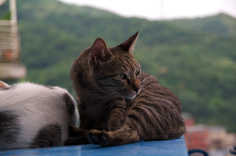 IMGP0014.jpg(222983 byte)