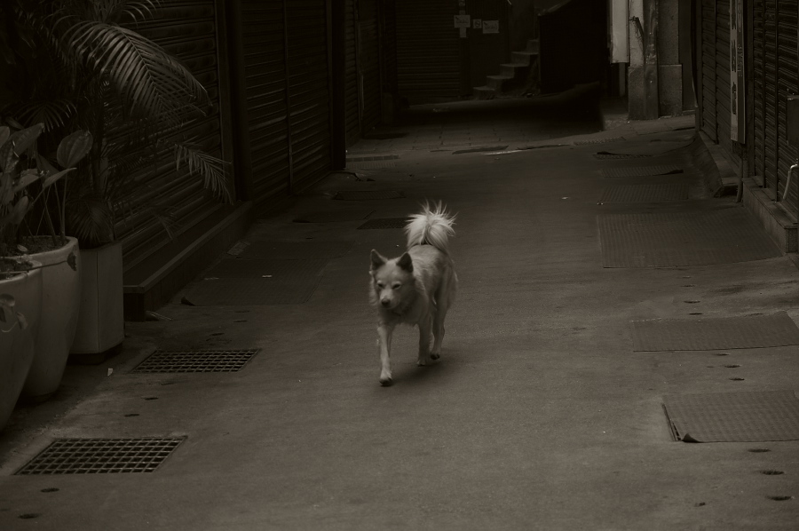 IMGP0020.jpg(199409 byte)