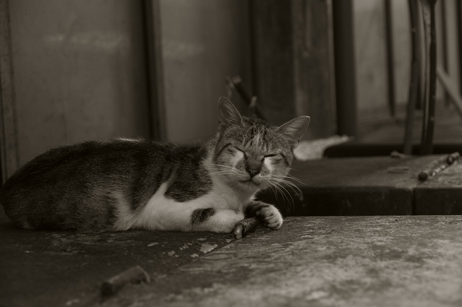 IMGP0024.jpg(193170 byte)