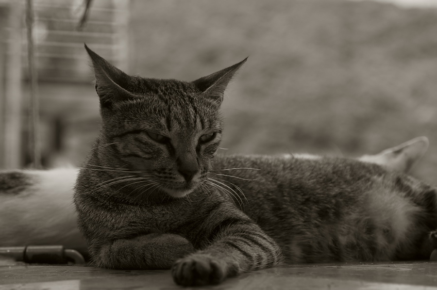 IMGP0123.jpg(187991 byte)