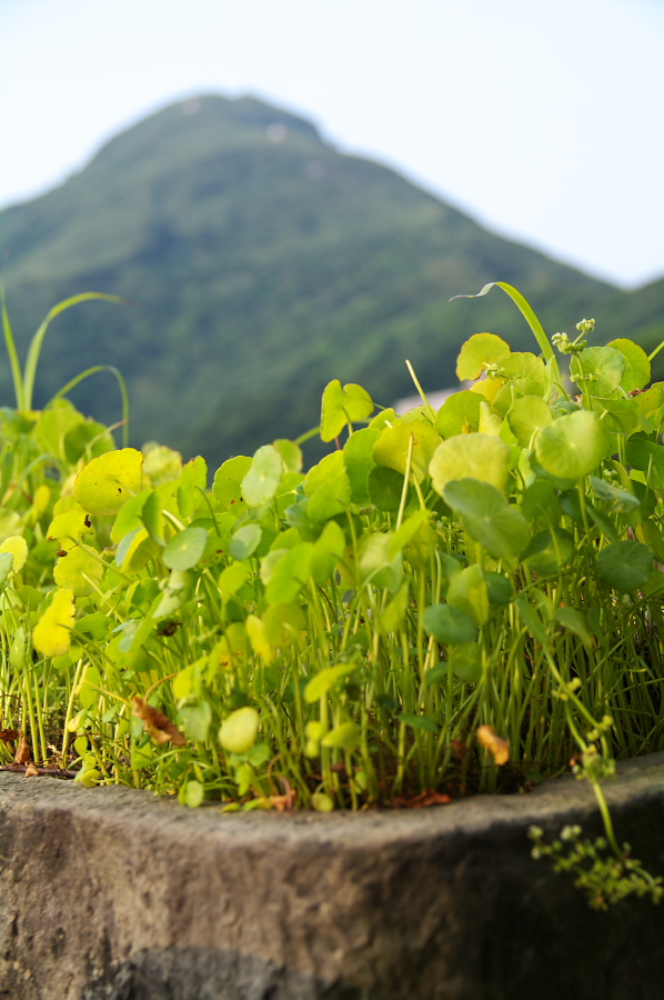 IMGP0417_1.jpg(265565 byte)