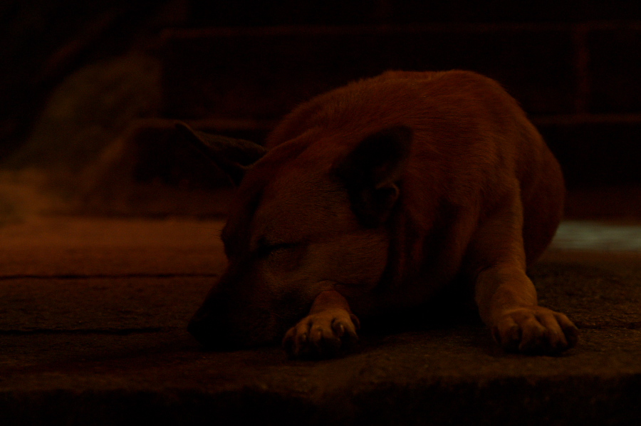 IMGP0128.jpg(196297 byte)