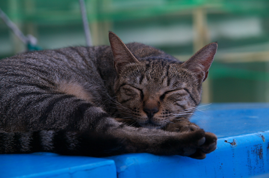 IMGP0015.jpg(275616 byte)