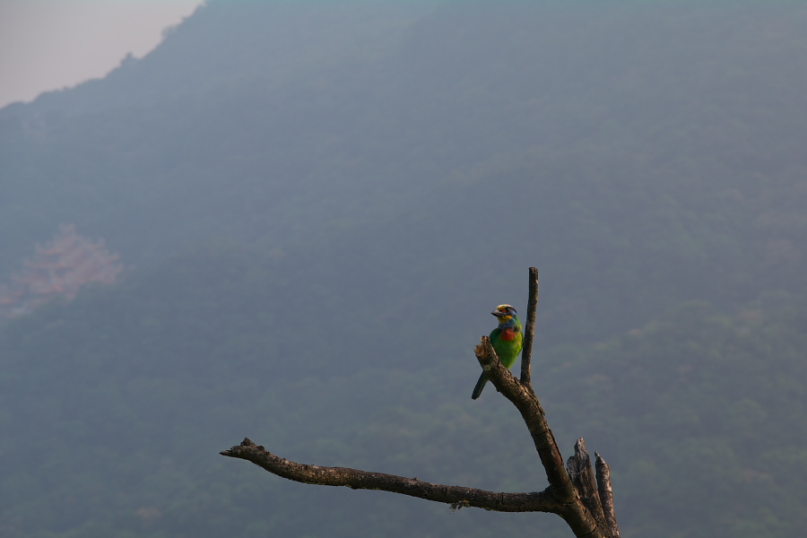 IMGP0084.jpg(125891 byte)