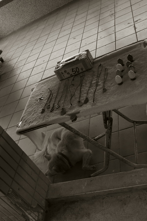 IMGP0128.jpg(255484 byte)