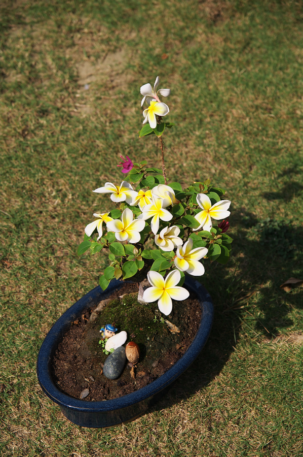 IMGP0128.jpg(971683 byte)