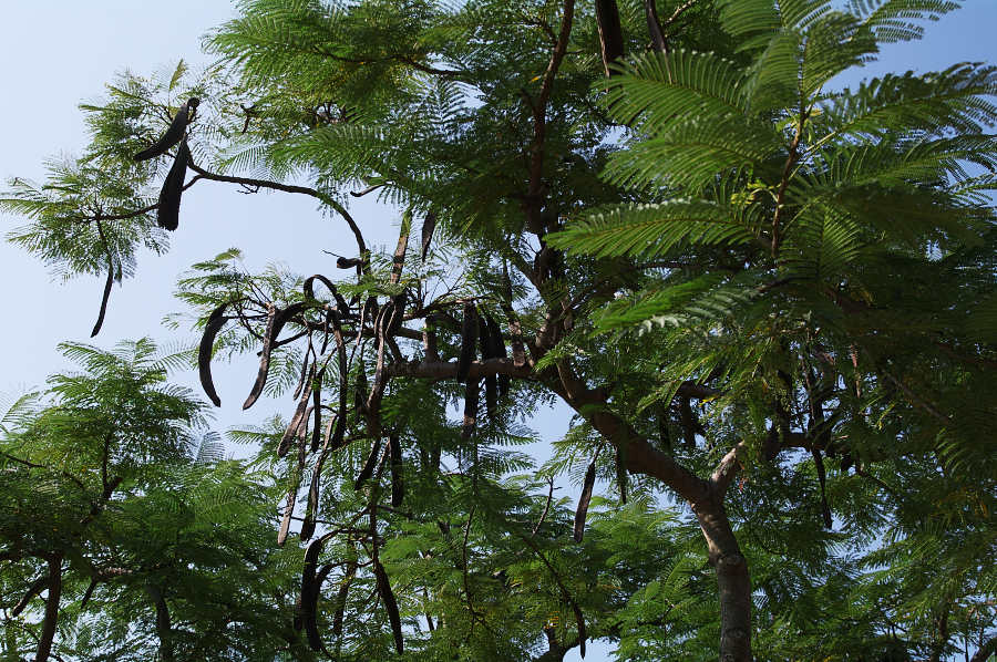 IMGP0137.jpg(1196708 byte)