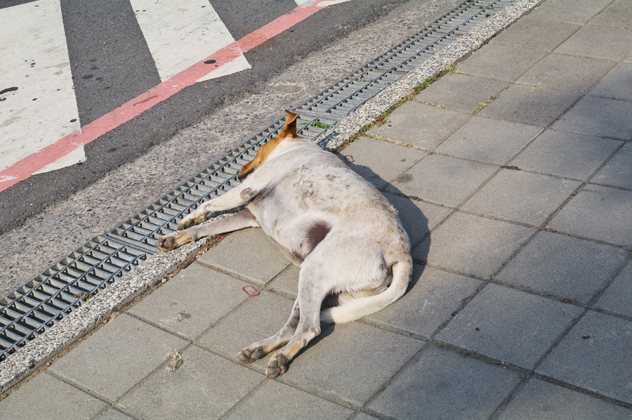 IMGP0008.jpg(862517 byte)