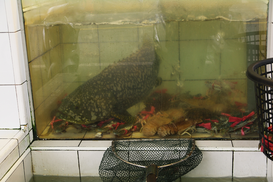 IMGP0204.jpg(694378 byte)