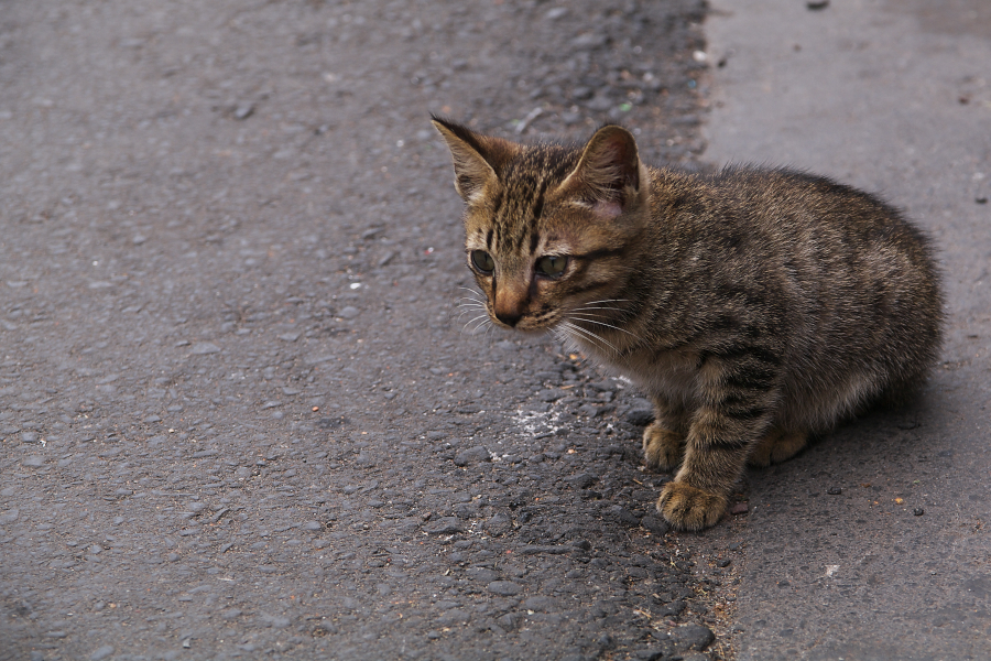 IMGP0206.jpg(767687 byte)