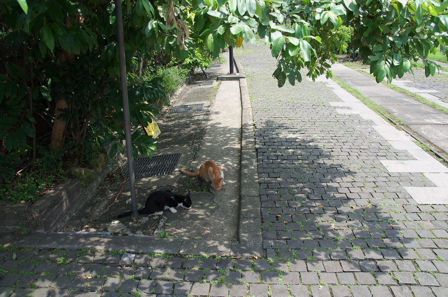 IMGP7761.jpg(486208 byte)