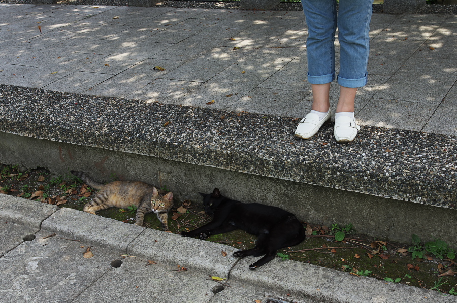 IMGP7785.jpg(483799 byte)