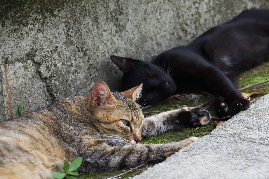 IMGP7795.jpg(410584 byte)