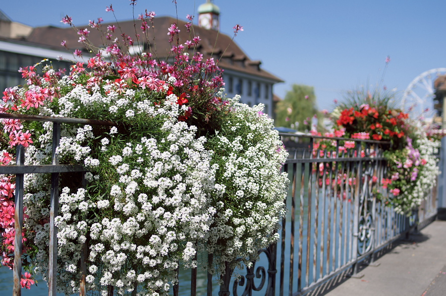 IMGP9143.jpg(485237 byte)