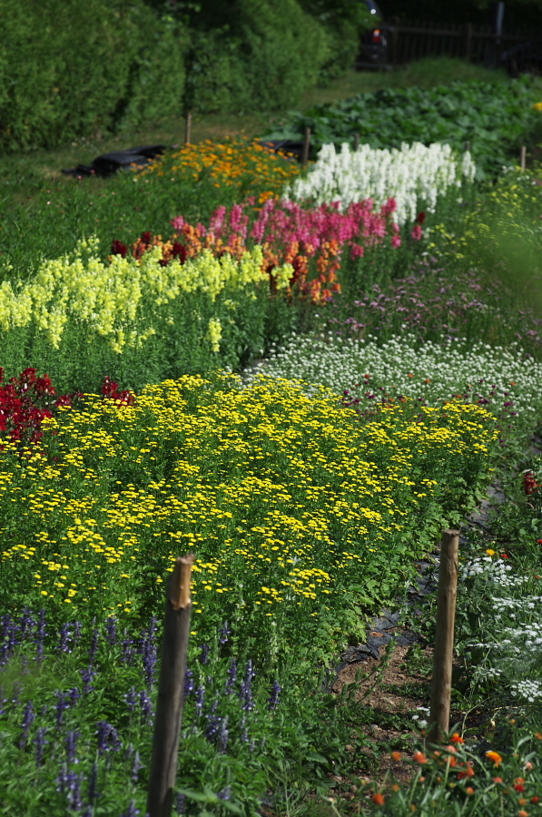 IMGP9238.jpg(536302 byte)