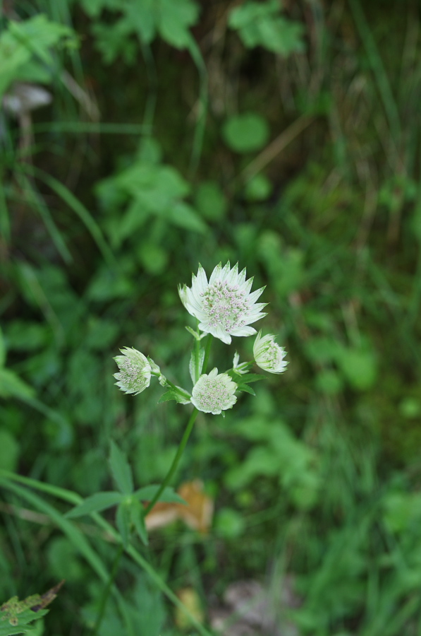 IMGP0555.jpg(201280 byte)