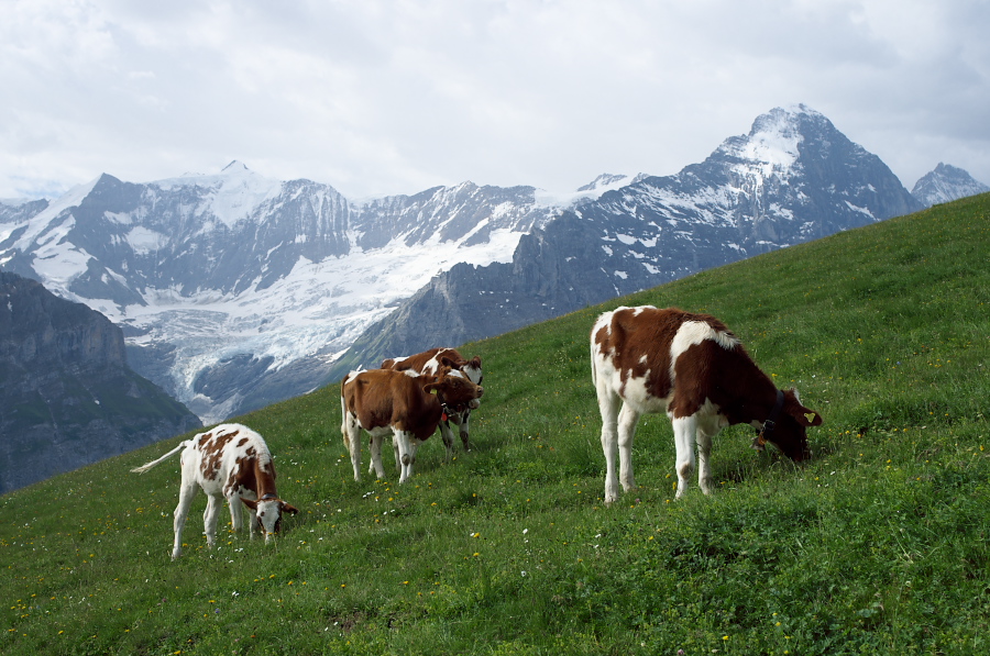 IMGP9985.jpg(376633 byte)