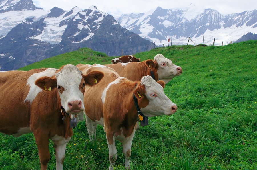 IMGP9992.jpg(449282 byte)