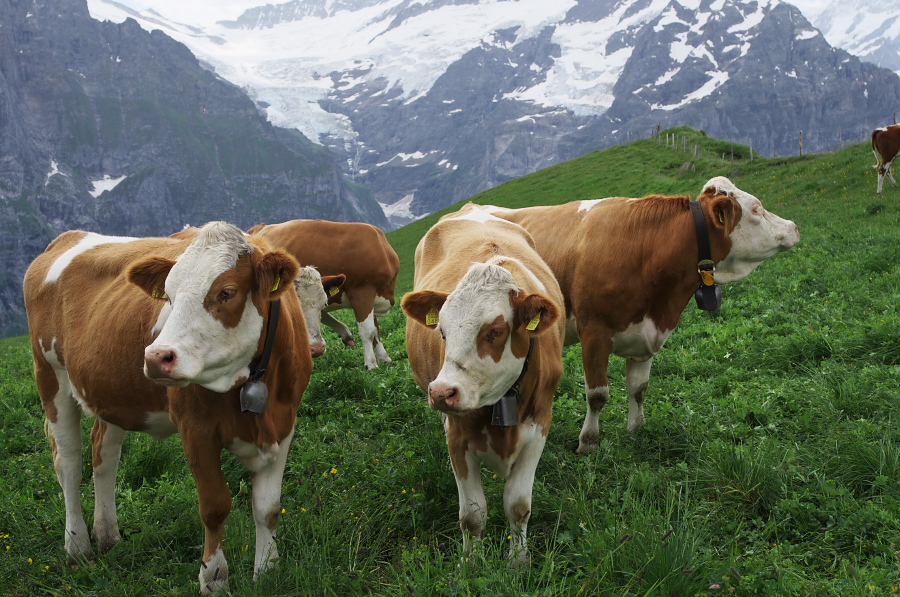 IMGP9994.jpg(421784 byte)