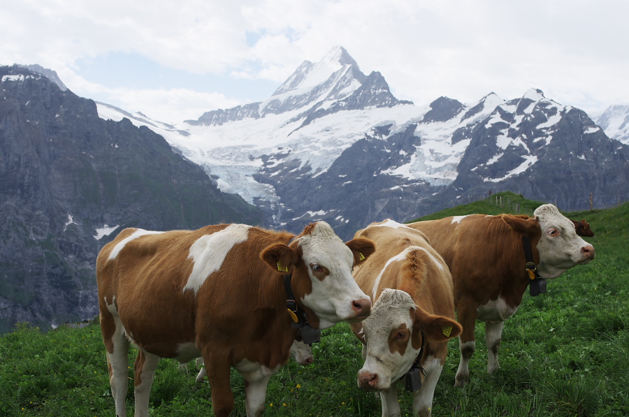 IMGP9995.jpg(308619 byte)