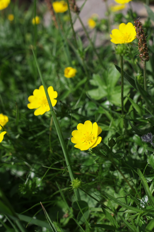 IMGP0174.jpg(253555 byte)