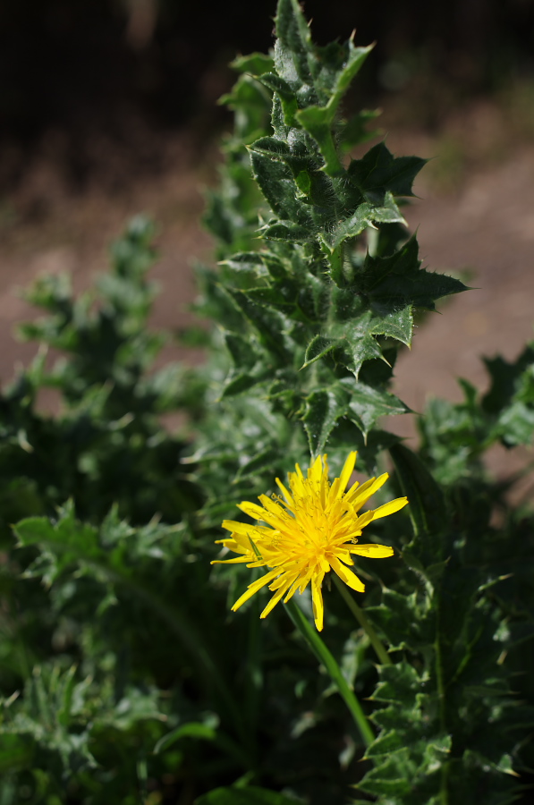 IMGP0177.jpg(219285 byte)