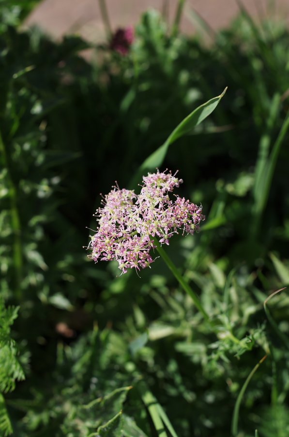 IMGP0179.jpg(211491 byte)