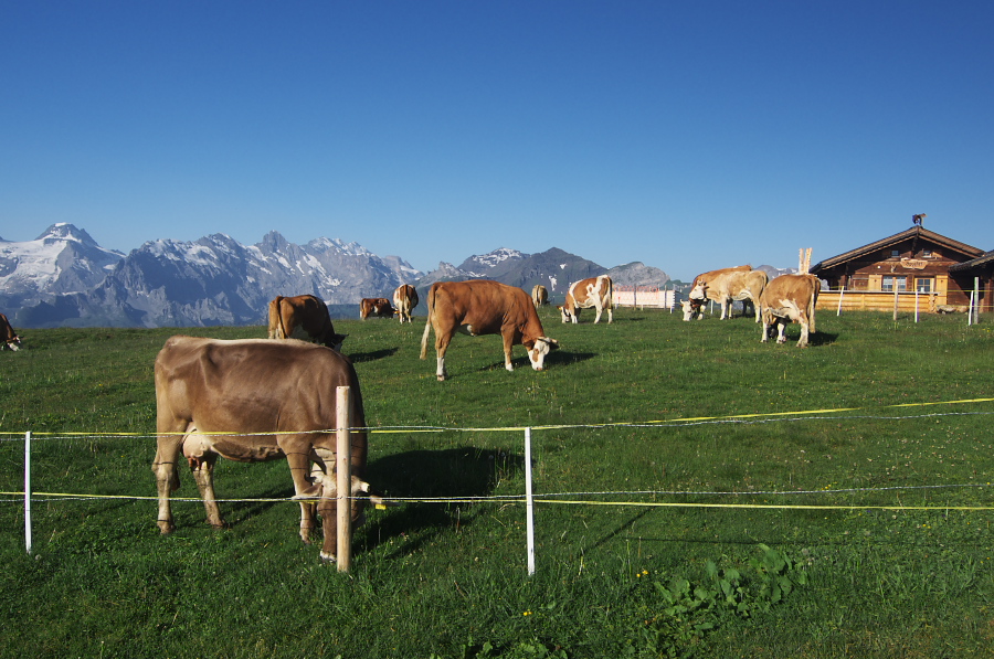 IMGP0952.jpg(361290 byte)