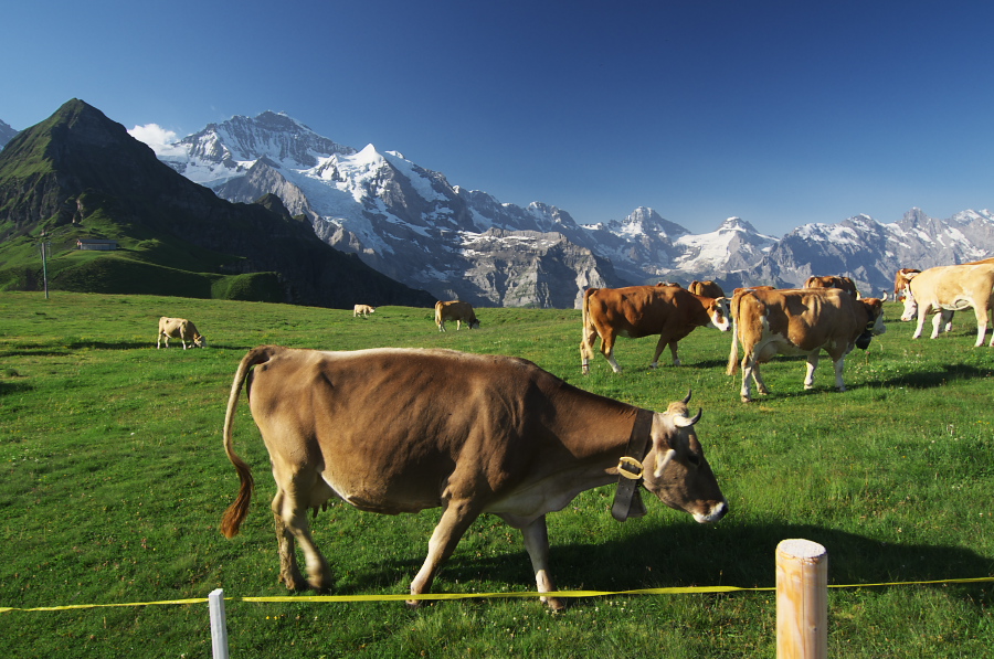 IMGP0958.jpg(382324 byte)