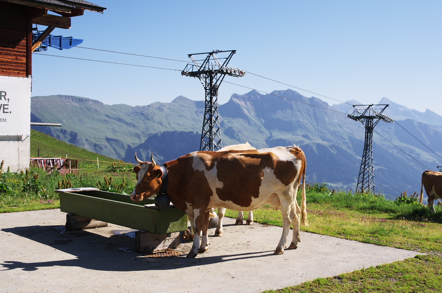 IMGP1141.jpg(340569 byte)