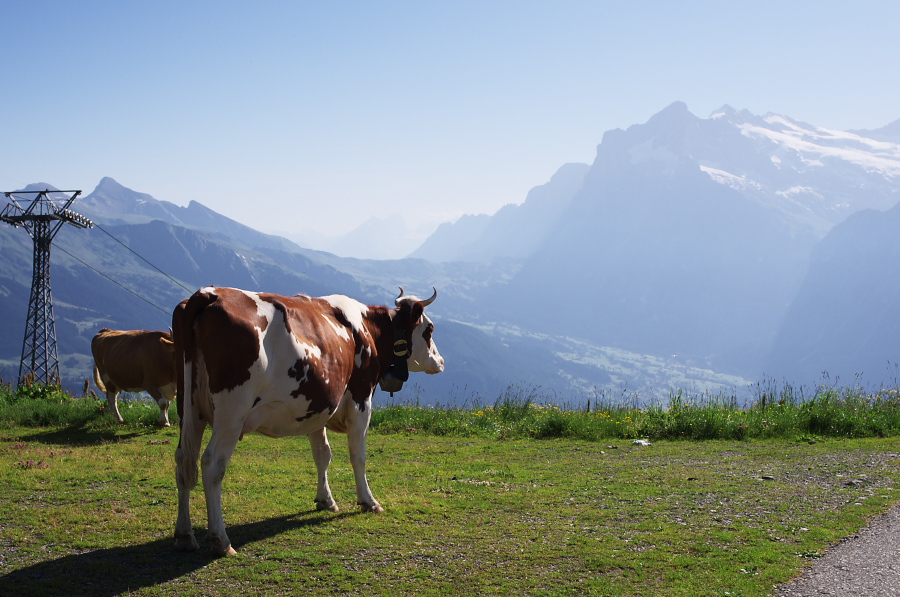 IMGP1142.jpg(310813 byte)