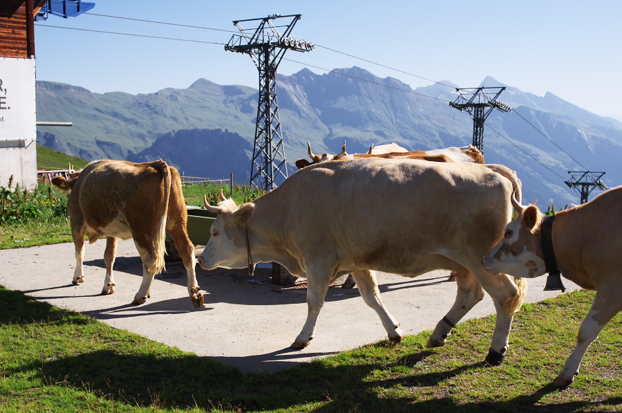 IMGP1143.jpg(372824 byte)