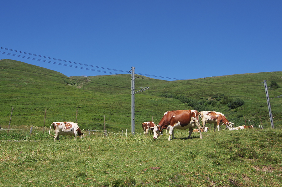 IMGP1596.jpg(377773 byte)