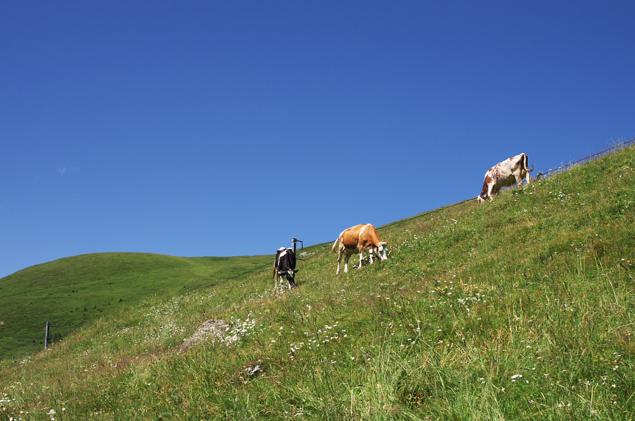 IMGP1654.jpg(352787 byte)