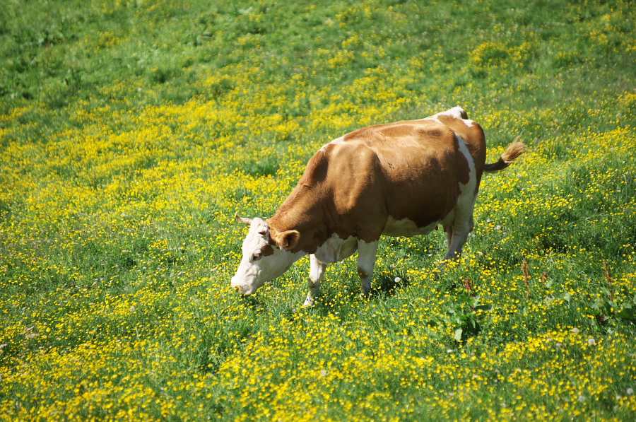 IMGP1732.jpg(614687 byte)