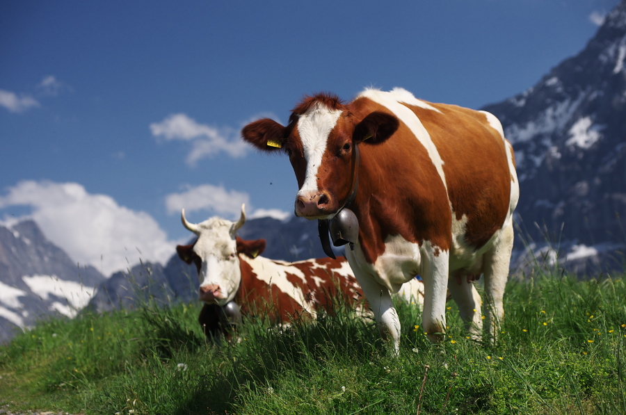 IMGP1748.jpg(300267 byte)