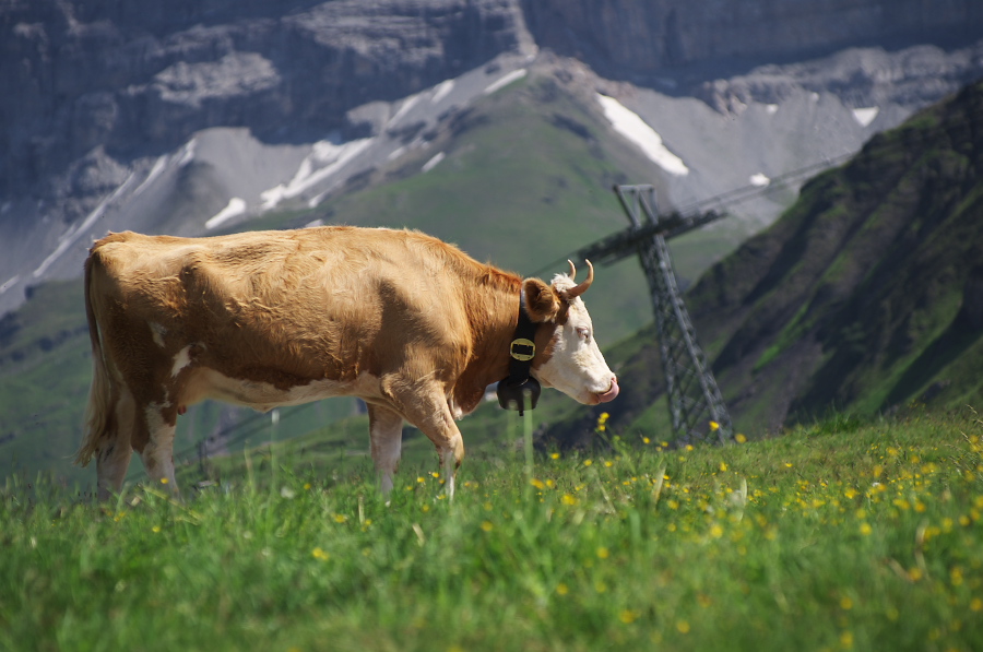 IMGP1755.jpg(256200 byte)