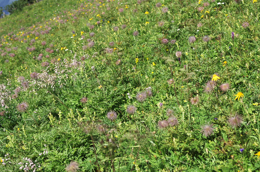 IMGP2235.jpg(685070 byte)