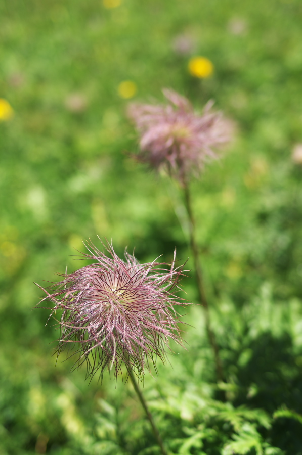 IMGP2236.jpg(224509 byte)