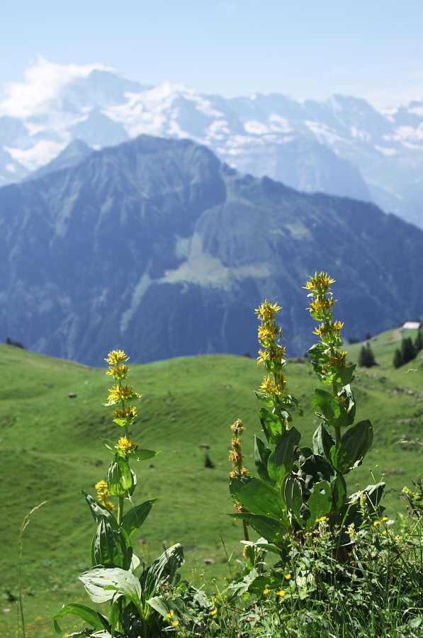 IMGP2264.jpg(296862 byte)