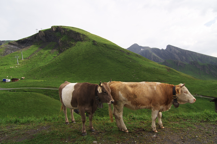 IMGP2528.jpg(336476 byte)